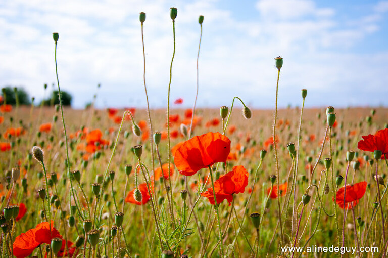 	Aline Deguy, Aline Deguy photographe, Boulogne, Courbevoie, enfant, extérieur, la Défense, lifestyle, Paris, photo, photographe, photographe 92, photographe bébé, photographe lifestyle, photographe lifestyle 91, photographe lifestyle 92, photographe lifestyle 94, photographe lifestyle 95, photographe lifestyle paris, photographe Nanterre, photographe neuilly, photographe Paris, photographe puteaux, photographe rueil, photographe studio, photographe suresnes, portrait d’enfant, Séance photo