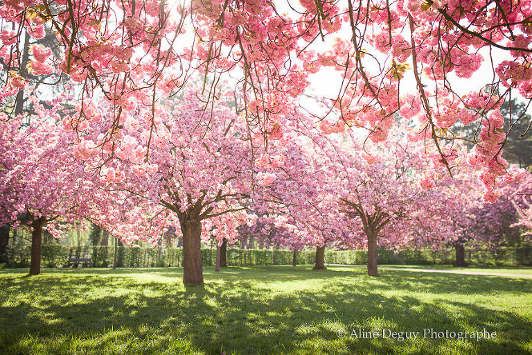 parc de sceaux, cerisiers en fleurs, shooting, séance photo, aline deguy